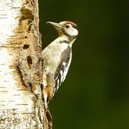 Parkhotel De Bosrand Hotel Ede
