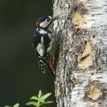 Parkhotel De Bosrand ホテル 3*