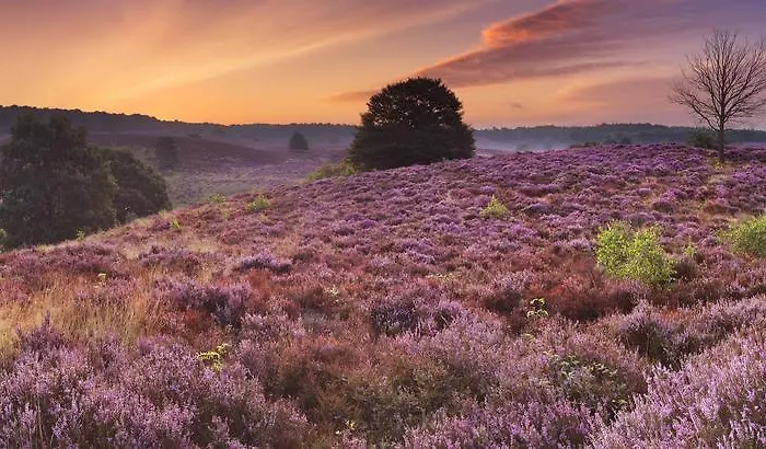 Parkhotel De Bosrand 3* Ede