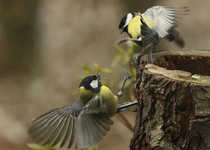 Parkhotel De Bosrand 3*