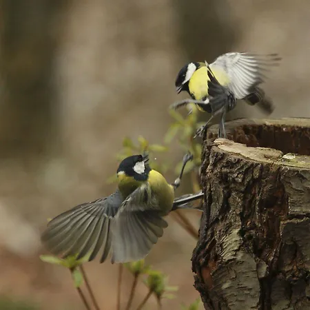 Parkhotel De Bosrand 3*