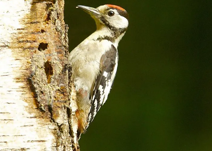 Parkhotel De Bosrand Hotel Ede