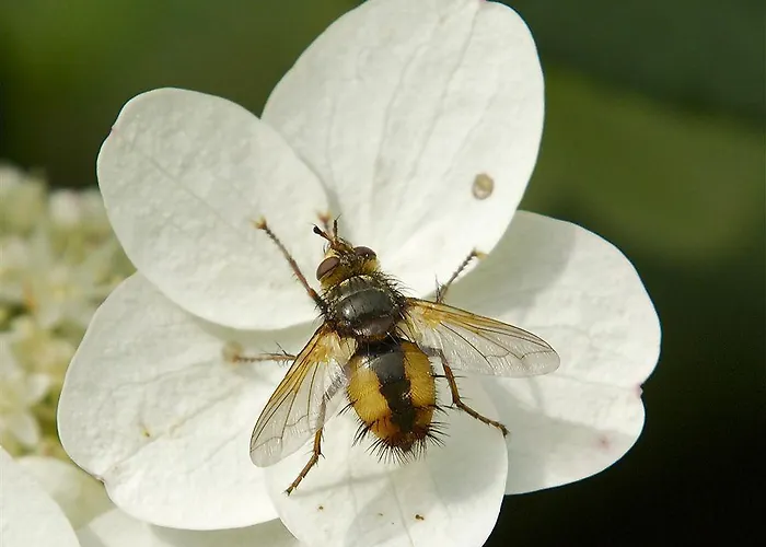 Parkhotel De Bosrand 3* Ede